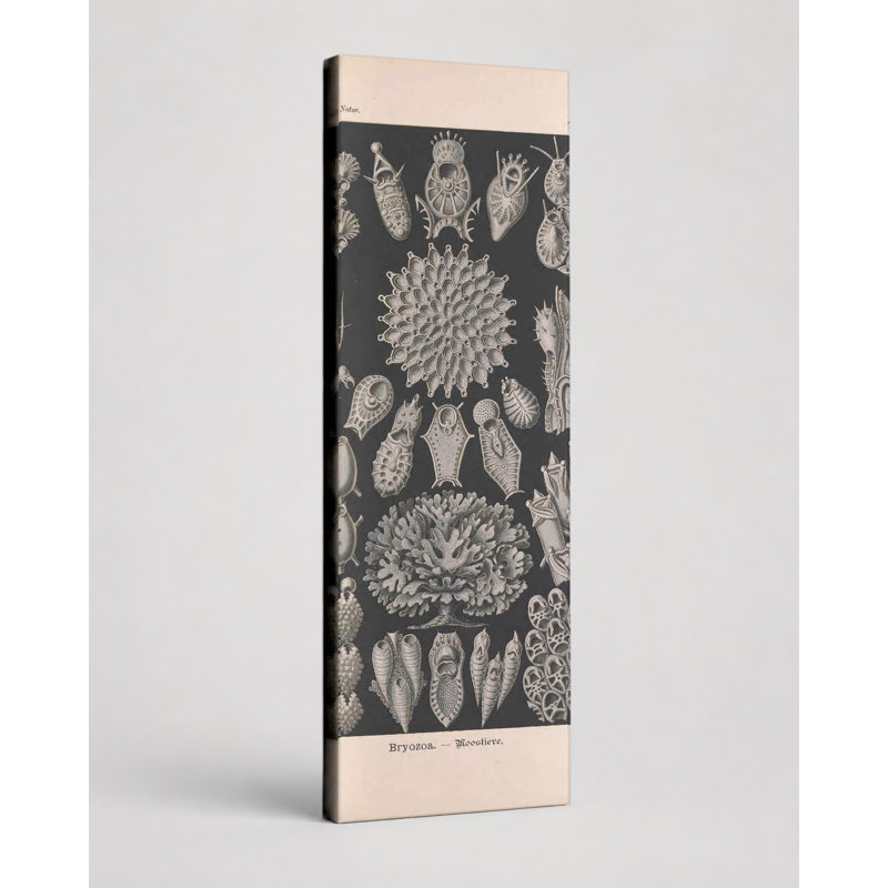 Art mural, Tafel 33 - Bryozoa (1904)