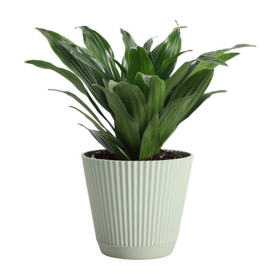 Thorsen's Greenhouse Live Janet Craig Compacta Plant in Ruffle Pot, 4-inch Diameter