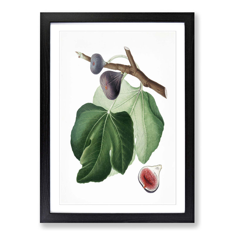 Black Fig Tree by Giorgio Gallesio - Picture Frame Art Print, 65cm H x 48cm W x 2cm D, Black Framed
