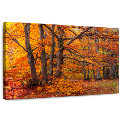 Les bois d'Alvord en automne
