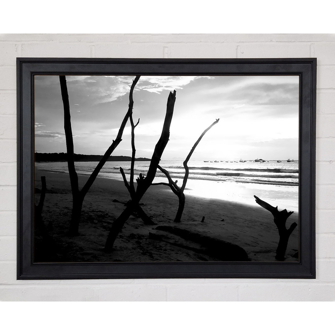 Driftwood Beach B N W Gerahmter Druck 9544