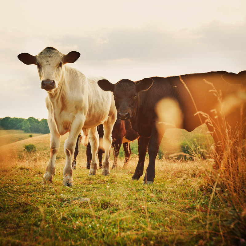 Cattle Grazing - Wrapped Canvas Print, 30cm H x 30cm W x 3.8cm D