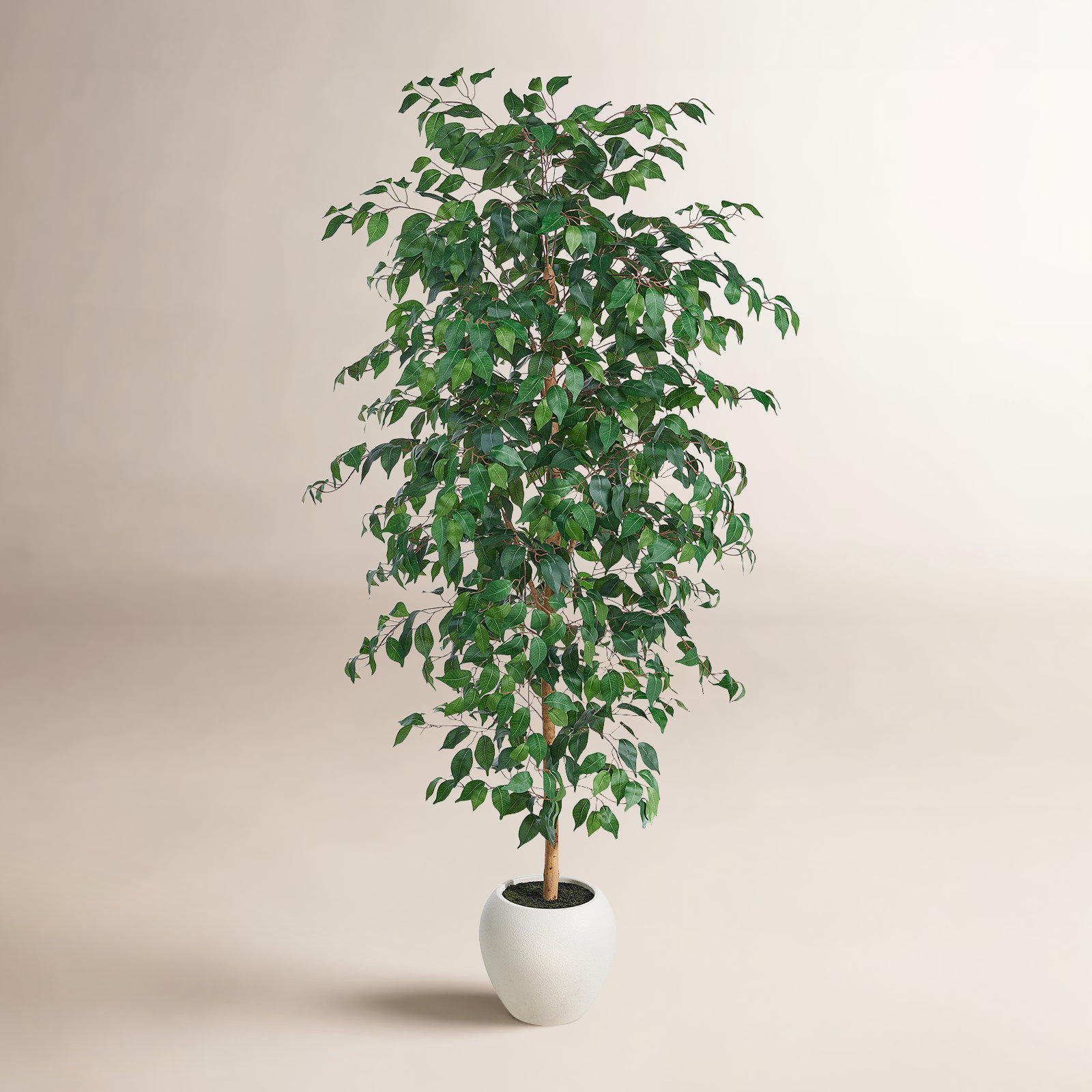 Adcock 79 Plant