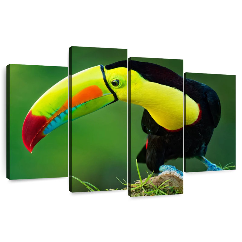 Sulfur Breasted Toucan