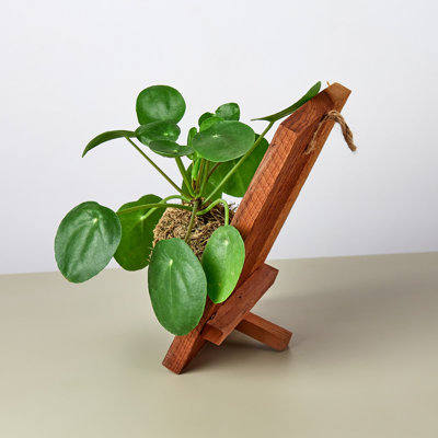 House Plant Shop Live Plant
