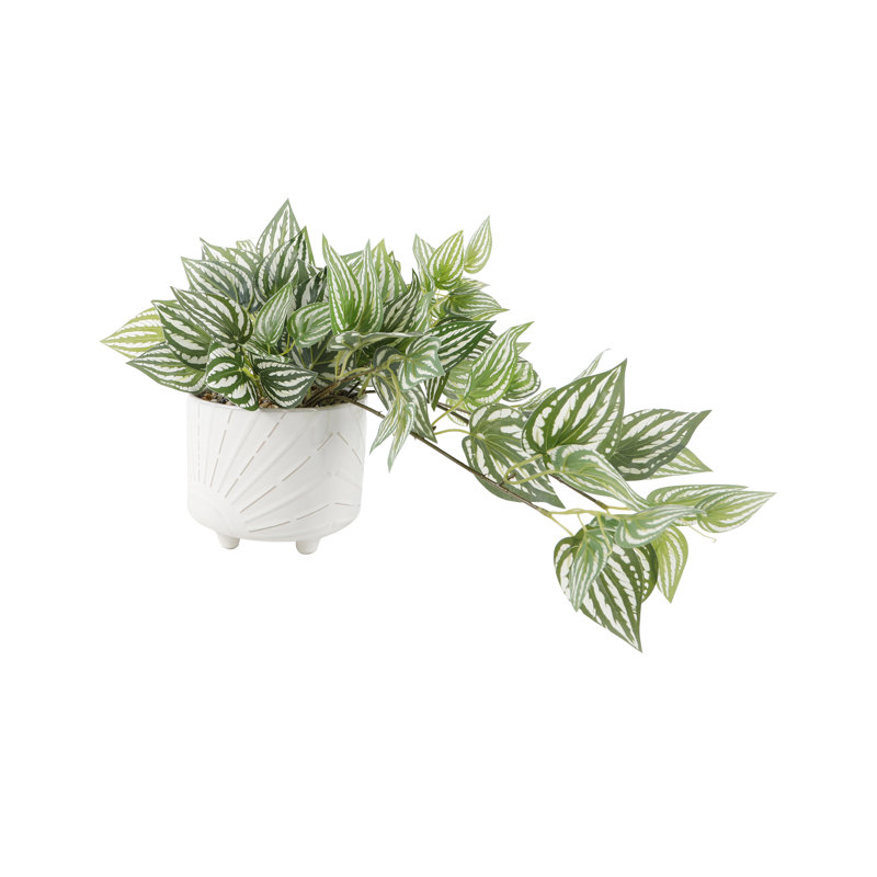 Plante lierre en pot 10,75 po Kiser