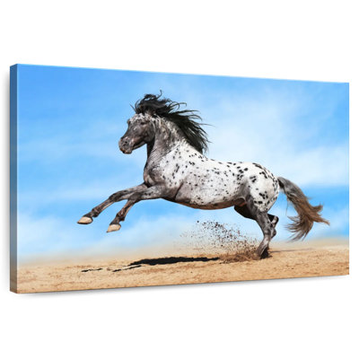 Speckled Appaloosa Horse