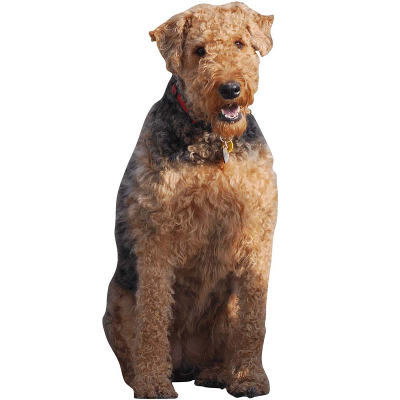 Décalcomanie murale chien , H 48 po x l 21 po