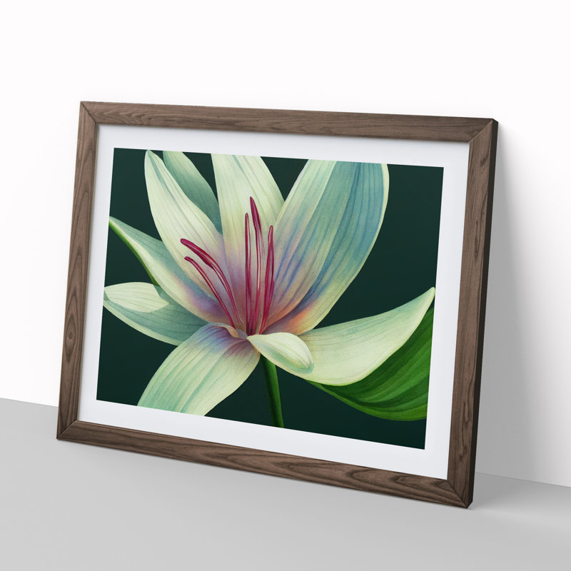 Dashing Lily Flower - Framed Print, 46cm H x 64cm W x 2cm D, Walnut