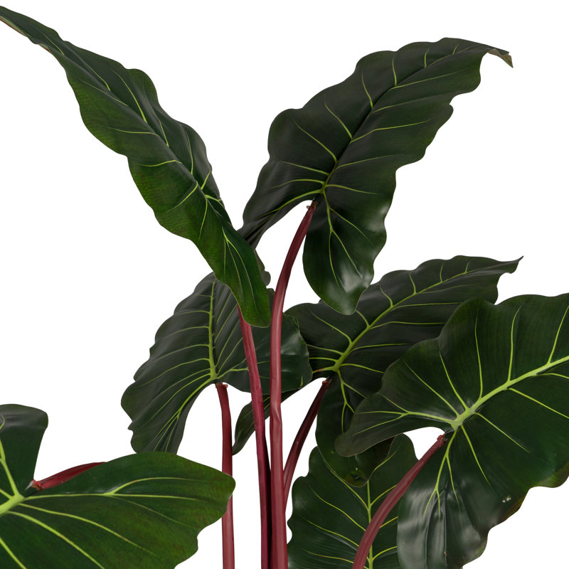 160cm Plant