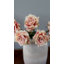 Hollandaise pêche rose 20 po