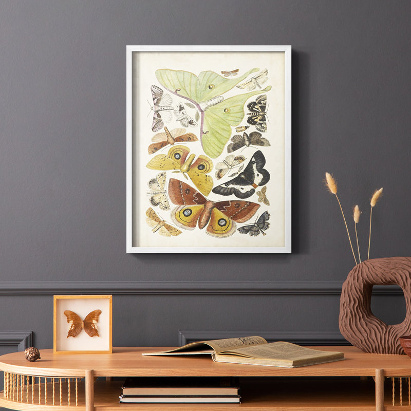 Antique Moths I, reproduction encadrée - bois massif, Blanc, H 28 po x l 22 po