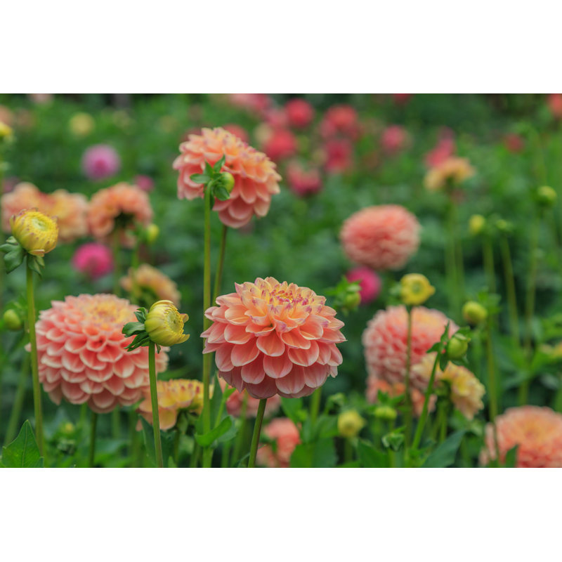 Parterre de fleurs de Dahlia par Kristen Howe - photographie sur toile tendue, H 12 po x l 18 po