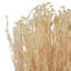 Natural Botanicals Staavia blanchi, 100 grammes par unité