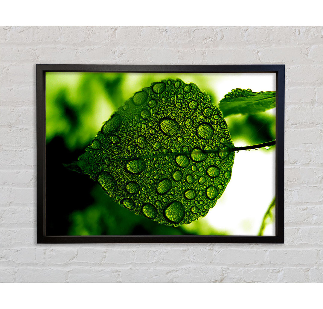 Morning Dew Leaf - Einzelbildrahmen Kunstdrucke auf Leinwand