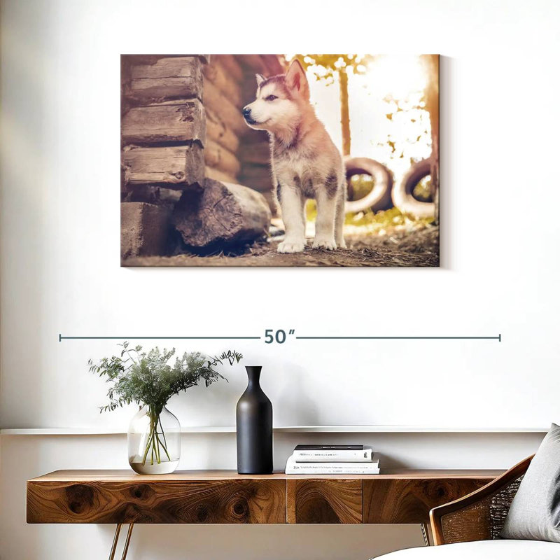 Adorable Malamute d'Alaska, H 24 po x l 36 po