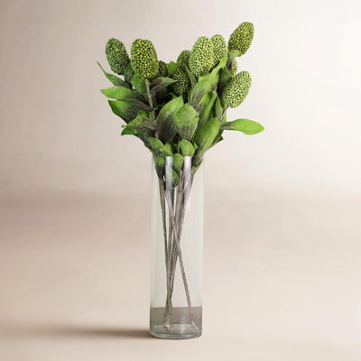 Salacia Magnolia Stems