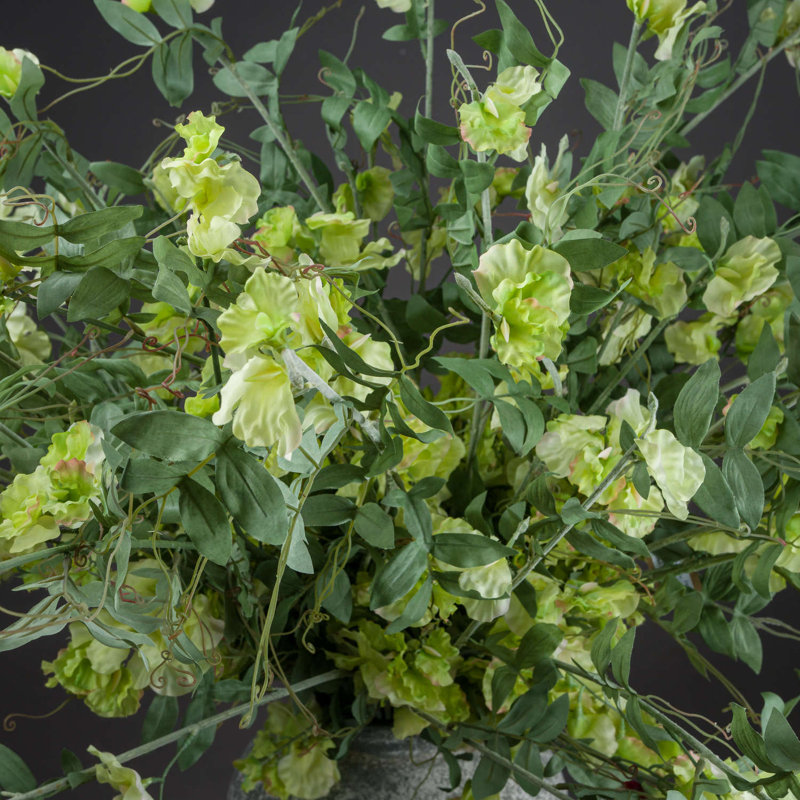 Anastasija Arrangement