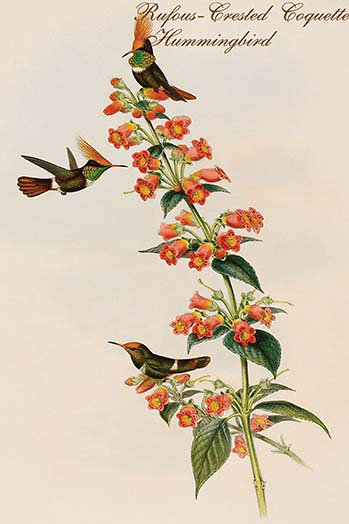 Colibri en coquette-crête rousse-impression d’art graphique, H 36 po x l 24 po x P 1,5 po