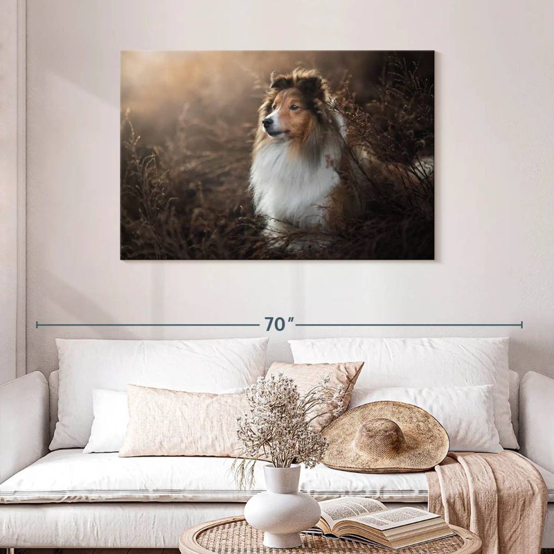 Bramelt, magnifique sheltie, H 30 po x l 45 po