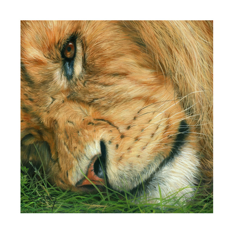 «David Stribble Lion Sleep», art sur toile, H 14 po x l 14 po