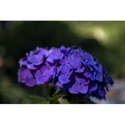 Hortensia mauve Dantwan par Aaron Matheson