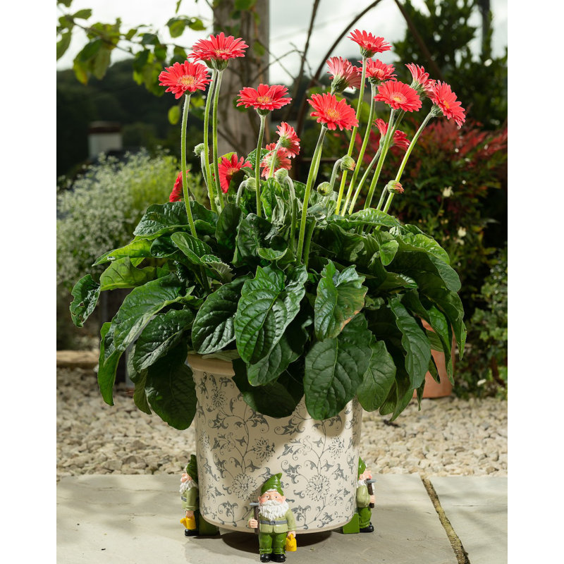 Standing Gnome Coloured Planter Feet In Gift Box