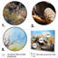 «Turtle On Land I», reproduction d'art sur toile encadrée-934671224-934671229