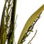 Bahia Spears Plant-447569139