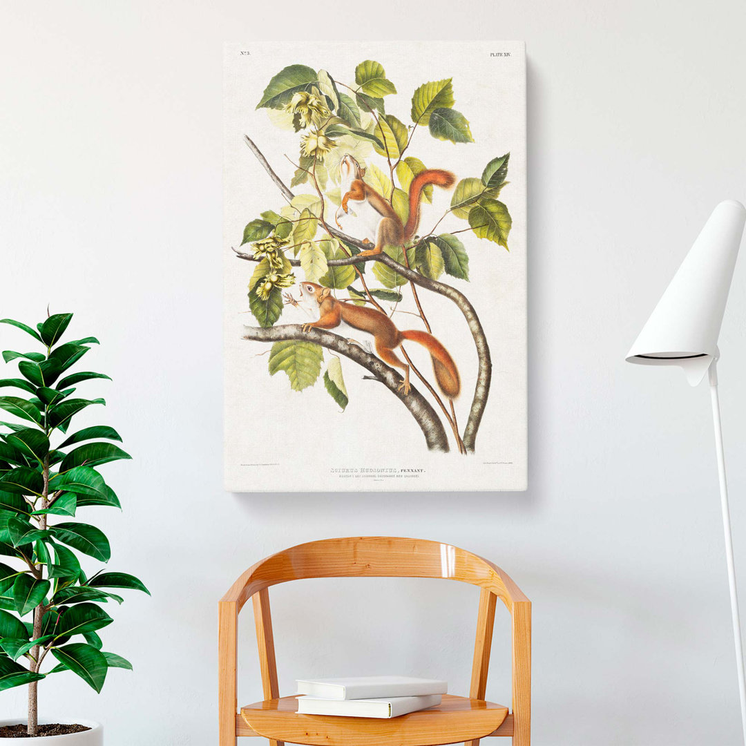 Squirrels by J.W. Audubon - Wrapped Canvas