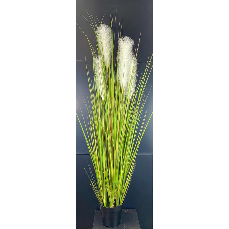 Herbe d'ange 56 po