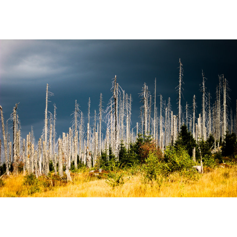 Dead Forest - Wrapped Canvas Print, 51cm H x 76cm W x 3.8cm D