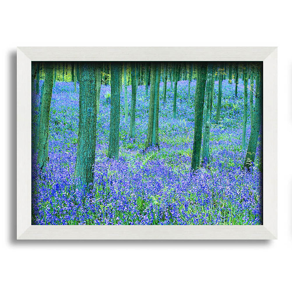 Gerahmtes Leinwandbild Bluebells In The Forest