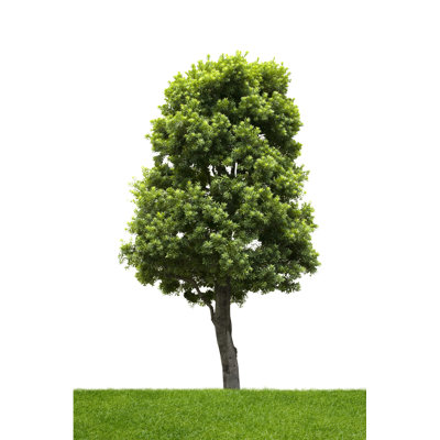 Arbre par T_Kimura