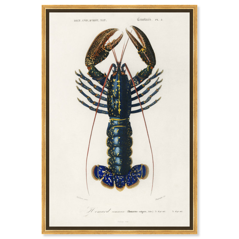 Animaux Crimson Crawfish par Charles Dessalines - Peinture sur toile, Cadre doré, H 20 po x l 30 po