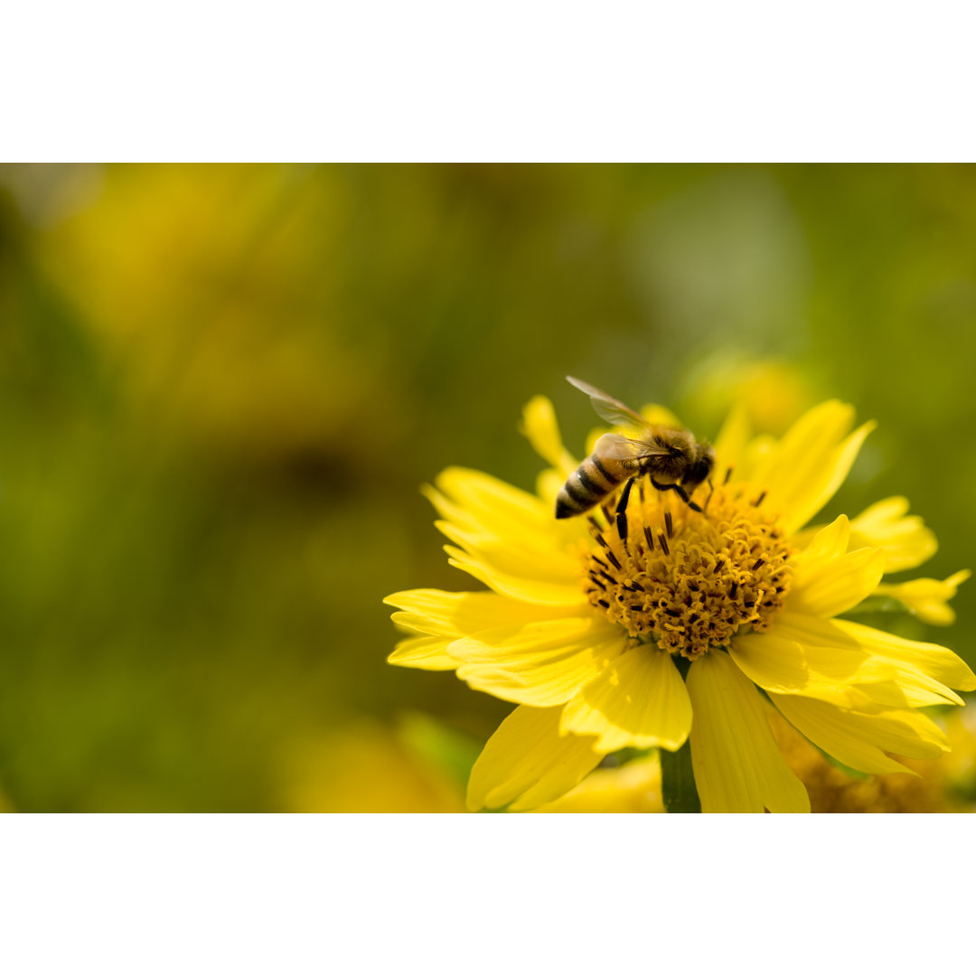 Sunflower Bee von Blueflames - Kunstdrucke auf Leinwand