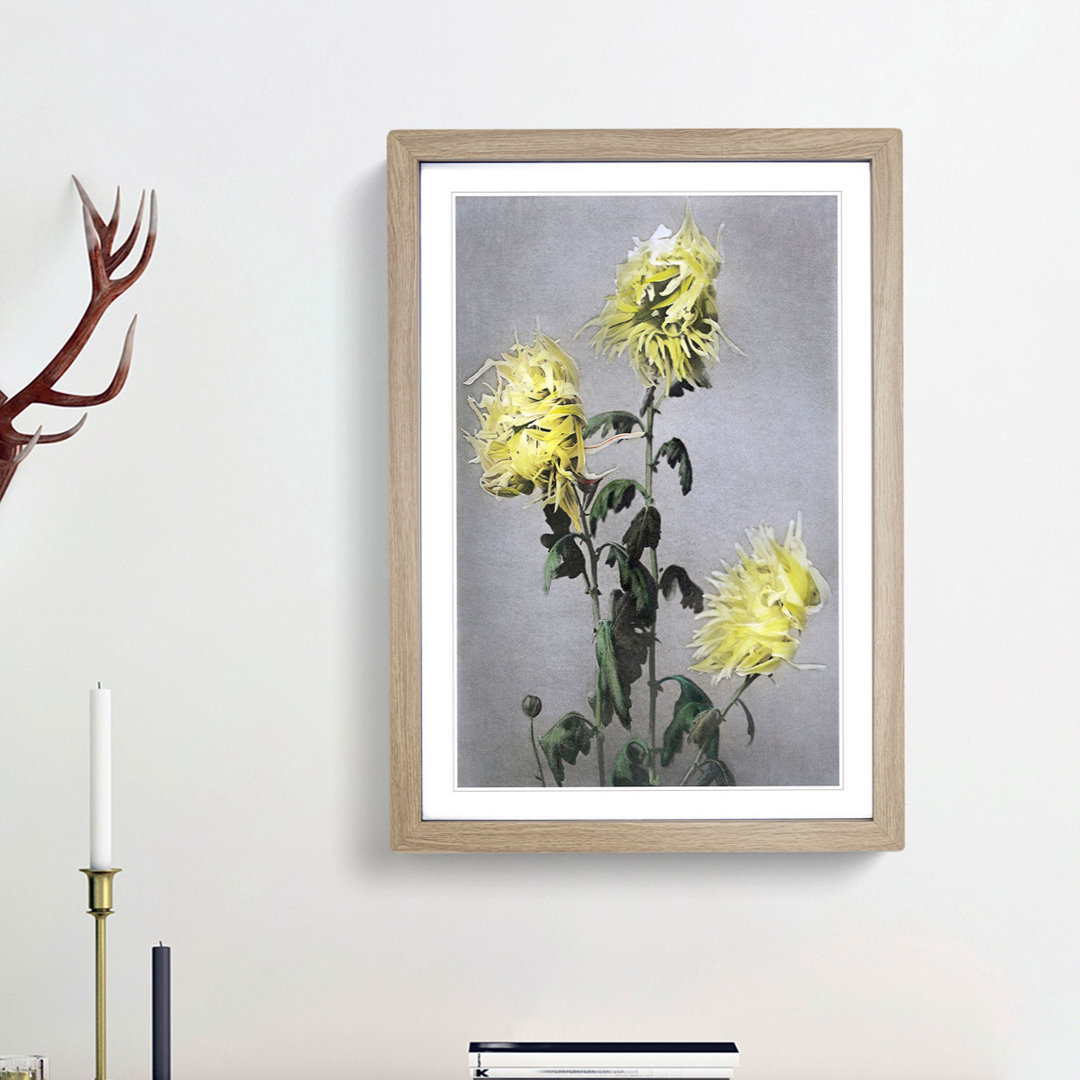 Yellow Chrysanthemum Flowers by Ogawa Kazumasa - Framed Print