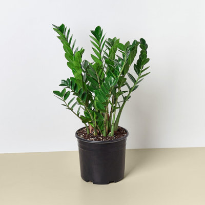 House Plant Shop Live ZZ Plant