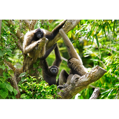 " Gibbon Monkeys " by Kjorgen
