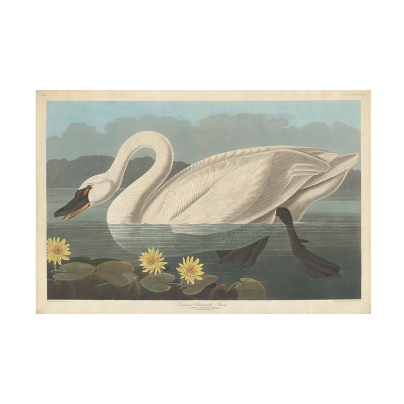 Art sur toile John John Audubon, 1838, H 22 po x l 32 po