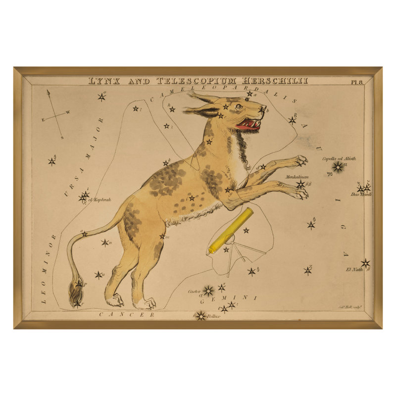 Lynx Framed Drawing Print, Gold Framed, 32" H x 45" W