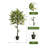 59'' Artificial Lemon Tree in Pot