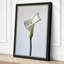 Single Calla Lily Botanical - Wrapped Canvas-1271557417-1271557414