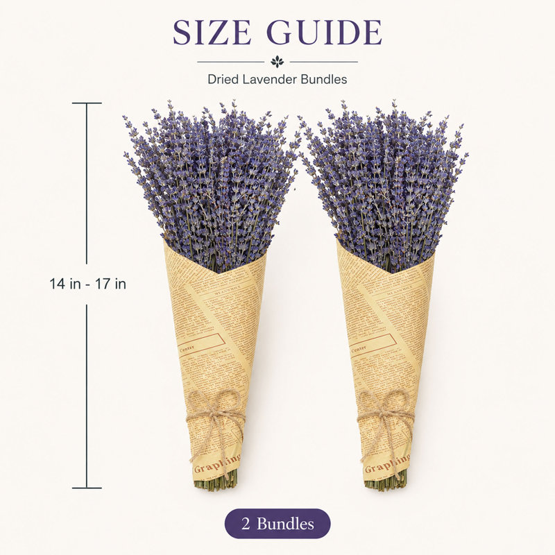 2 bouquets de fleurs de lavande séchées naturelles, 180 à 200 tiges pour la décoration intérieure