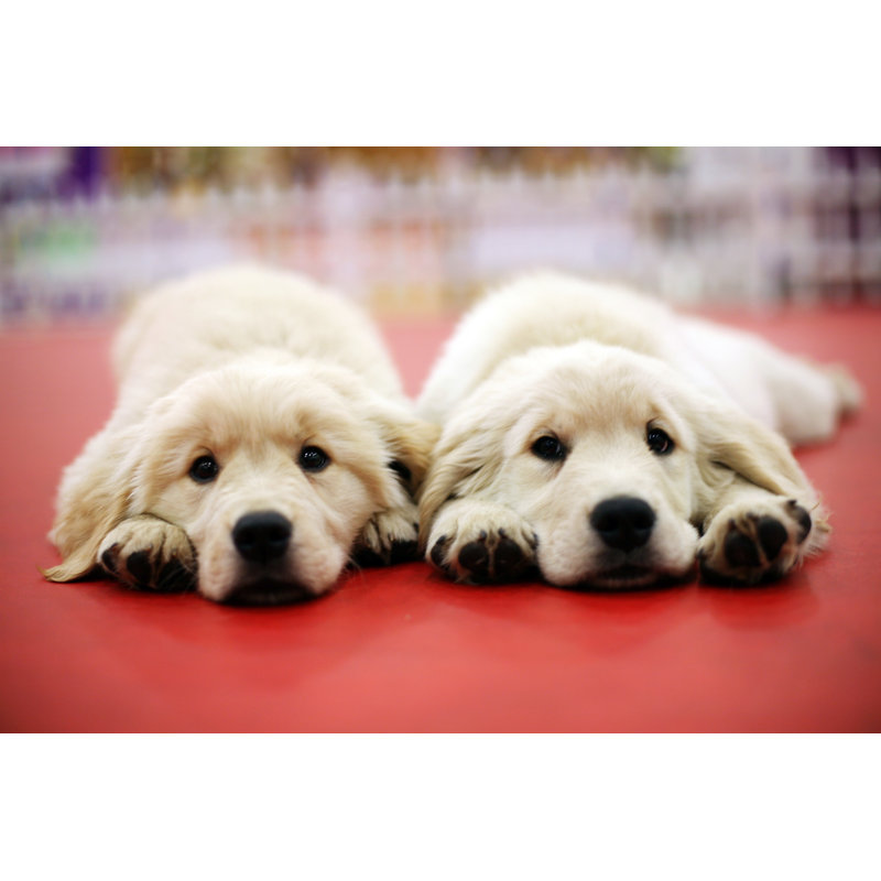 Brothers And Two Dogs - Wrapped Canvas Print, 30cm H x 46cm W x 3.8cm D