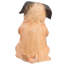 Chiot carlin assis