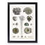 Collection of Fossils III by Oliver Goldsmith - Picture Frame Painting-57864622-57864623