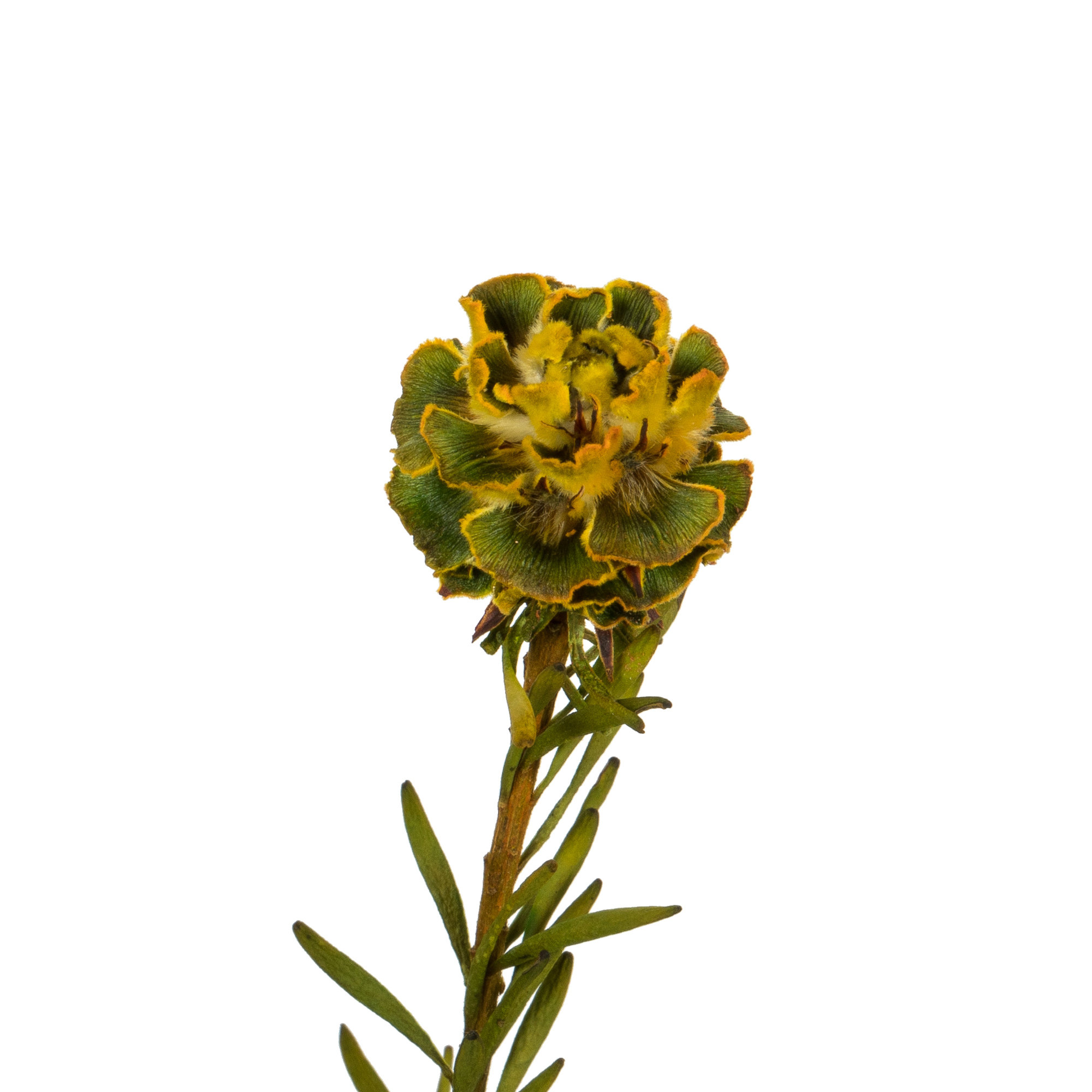 All Natural Tortum Bundle, Prese 12" Tortum Bundle, Preserved, Yellow