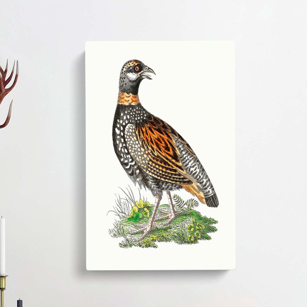Francolin Partridge by George Shaw - Wrapped Canvas