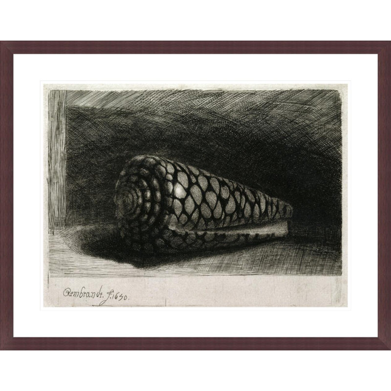 La coquille (Conus Marmoreus) par Rembrandt van Rijn - Estampe numérique encadrée, H 23,36 po x l 29,5 po